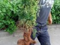 新植物爆料图片大全集最新,探索大自然奇观之美