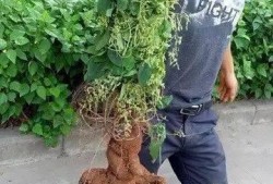 新植物爆料图片大全集最新,探索大自然奇观之美