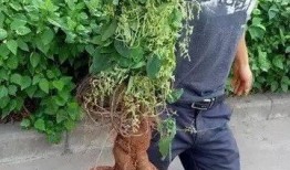 新植物爆料图片大全集最新,探索大自然奇观之美