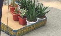 新植物爆料图片大全集最新,探索大自然奇观之美